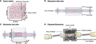 Ex Vivo Modeling of Human Neuroendocrine Tumors in Tissue Surrogates